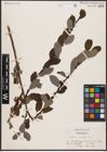 Foto von Salix aurita L.